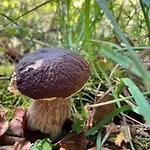 Przystanek Prawdowo
