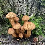 Hébergement de vacances Przystanek Prawdowo Mikołajki