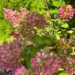 Przystanek Prawdowo *